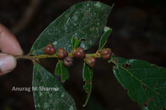 Cleistanthus malabaricus